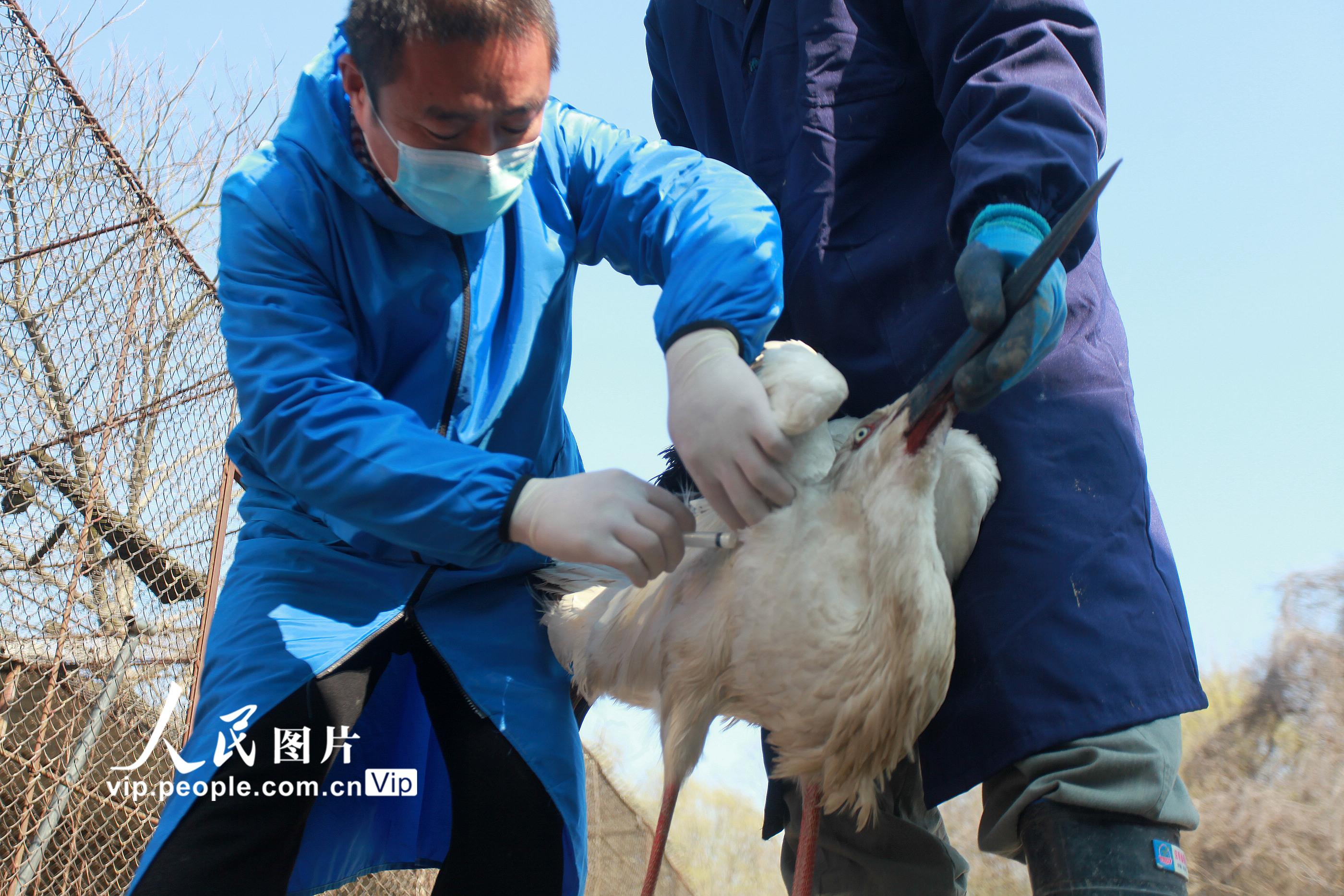 江蘇揚州：國家一級保護動物東方白鸛成功救助放歸大自然