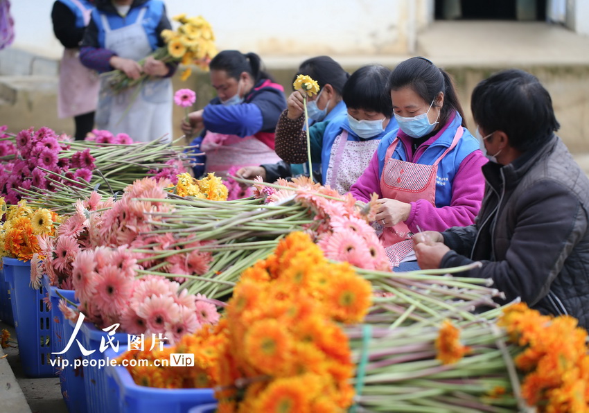 貴州黔西：採摘鮮花供應市場【9】
