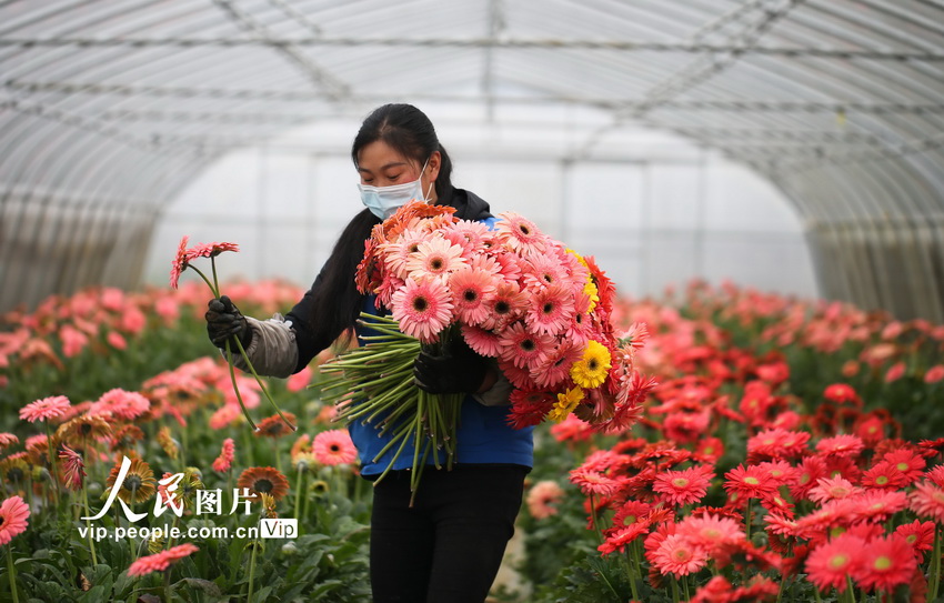 貴州黔西：採摘鮮花供應市場