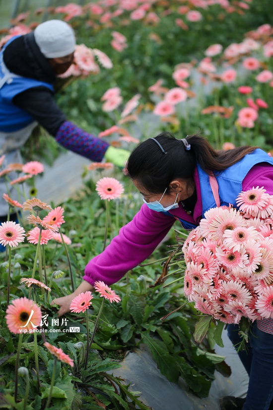 貴州黔西：採摘鮮花供應市場【8】