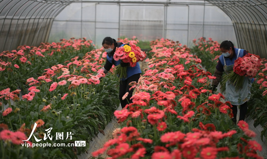 貴州黔西：採摘鮮花供應市場【3】
