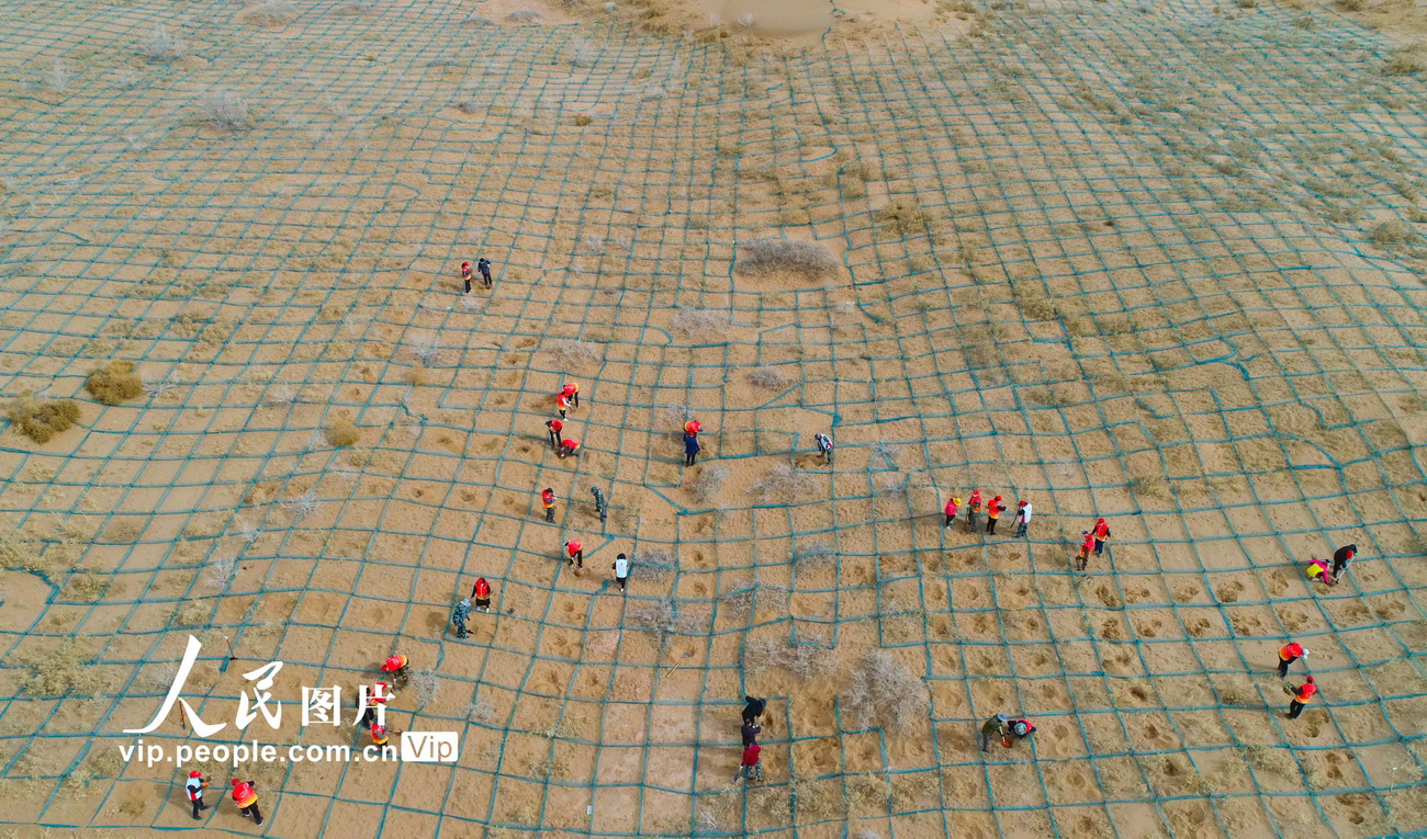3月12日，市民在阻沙網內種植梭梭。