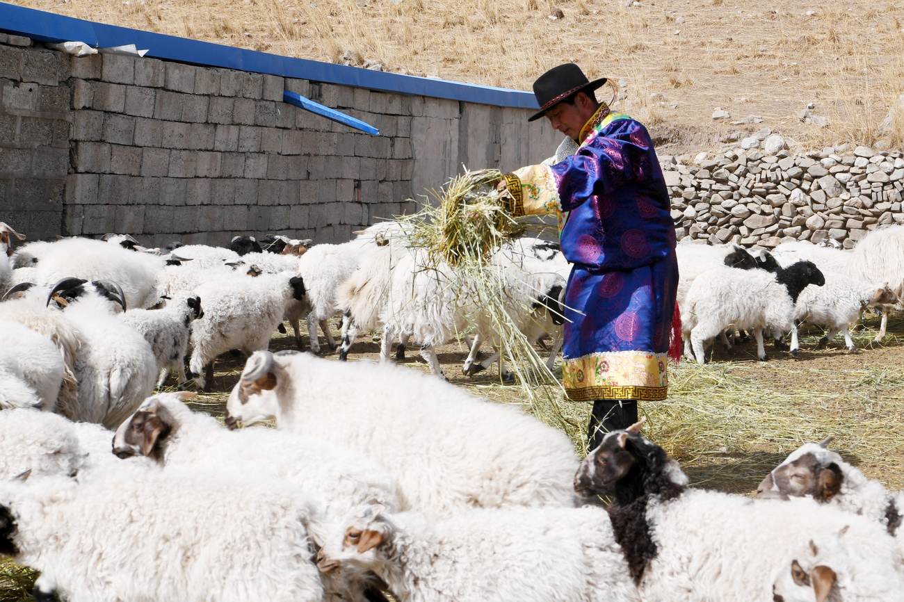 3月12日，在天祝藏族自治縣抓喜秀龍鎮南泥溝村，宋天柱給羊喂飼草。
