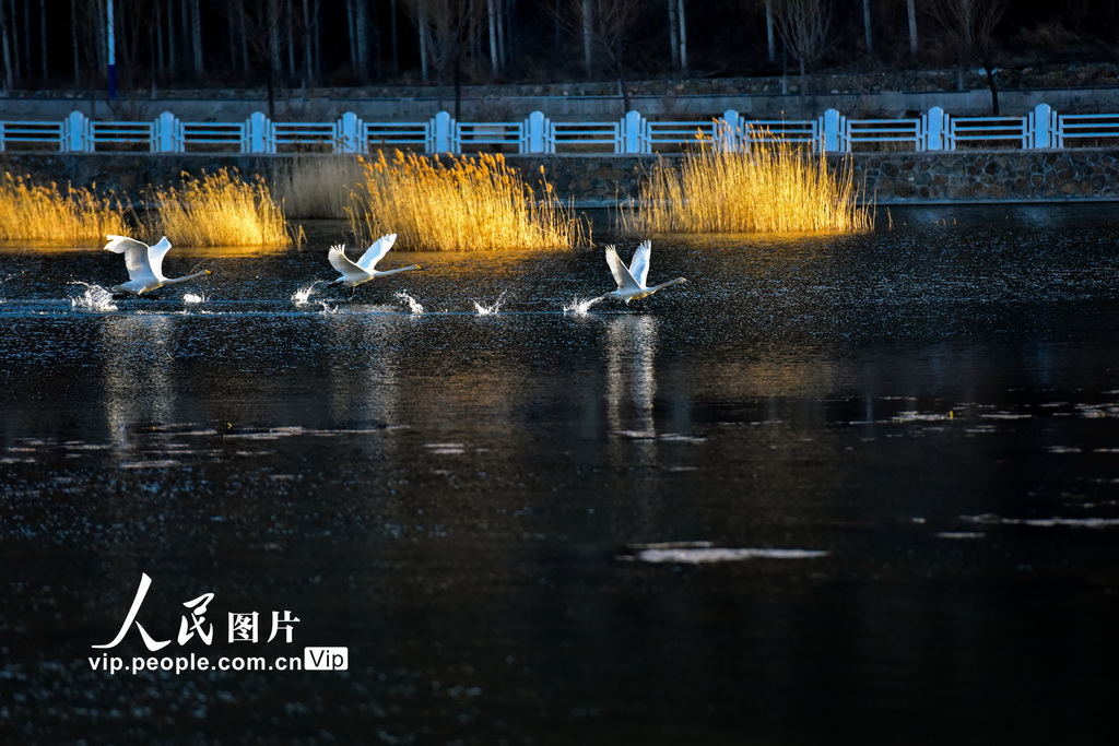 北京：野生天鵝沐浴暖陽春光【3】