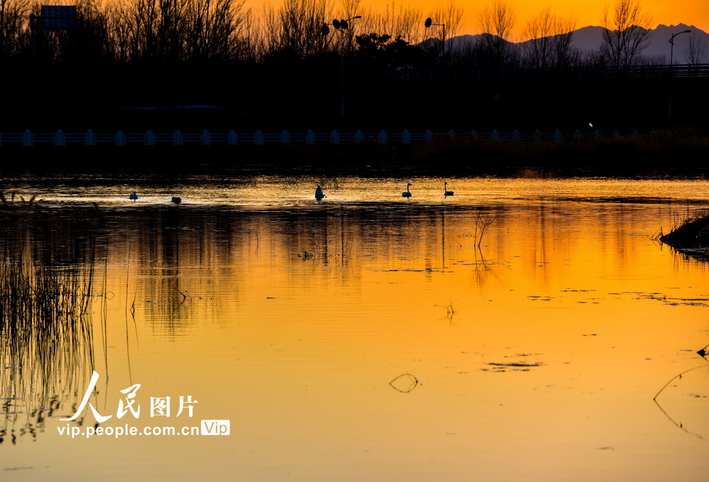 北京：野生天鹅沐浴暖阳春光【6】