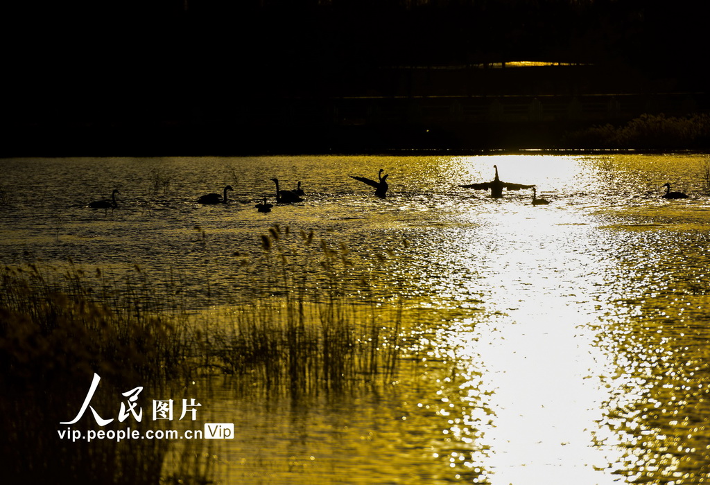 北京：野生天鵝沐浴暖陽春光【7】