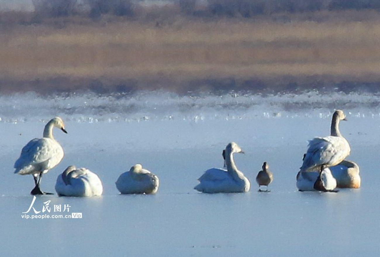 內蒙古：迎來今年首批遷徙候鳥【5】