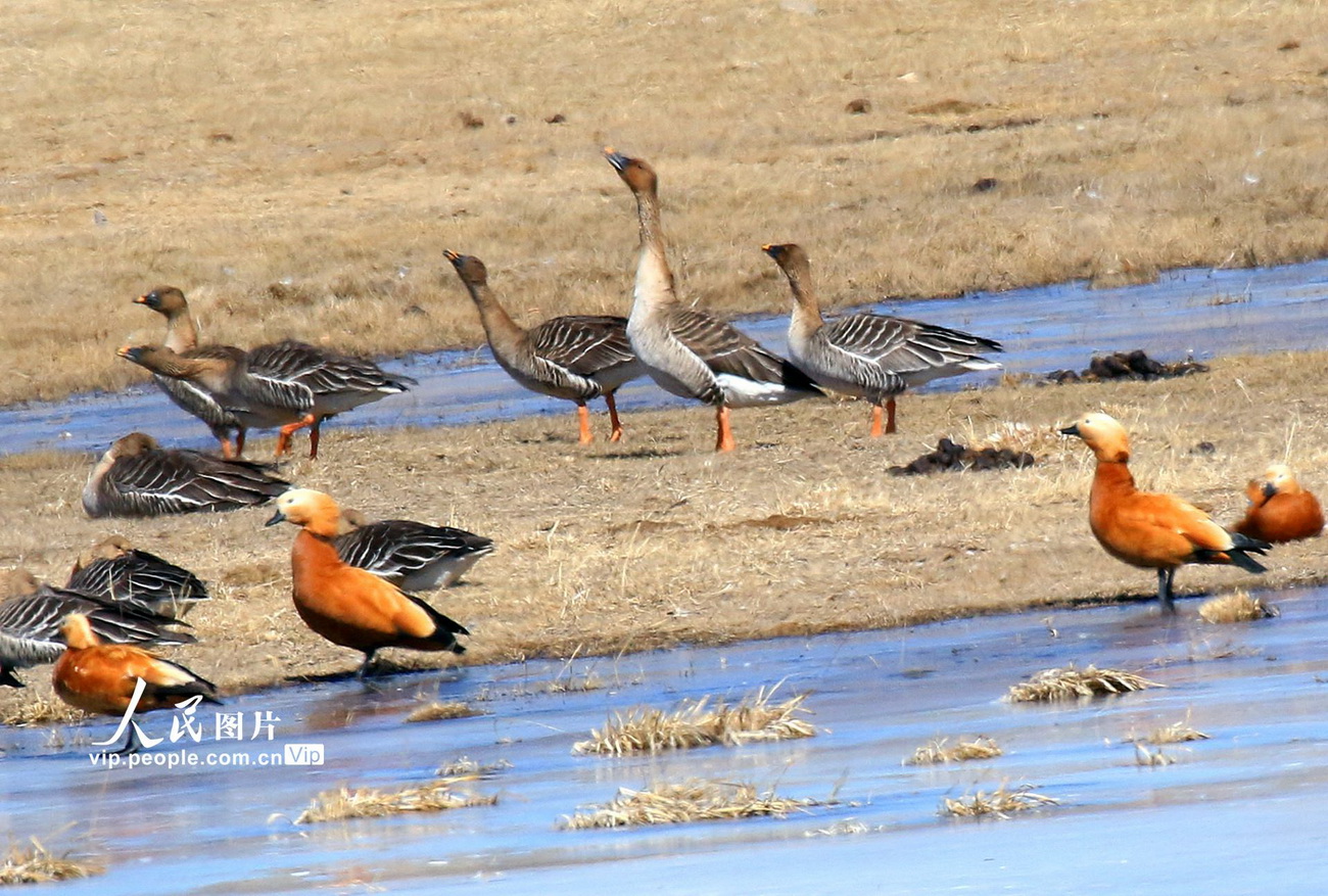 內蒙古：迎來今年首批遷徙候鳥【2】