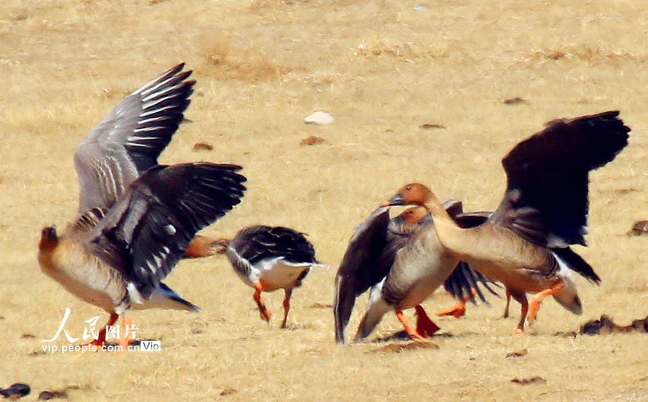 內蒙古：迎來今年首批遷徙候鳥【3】