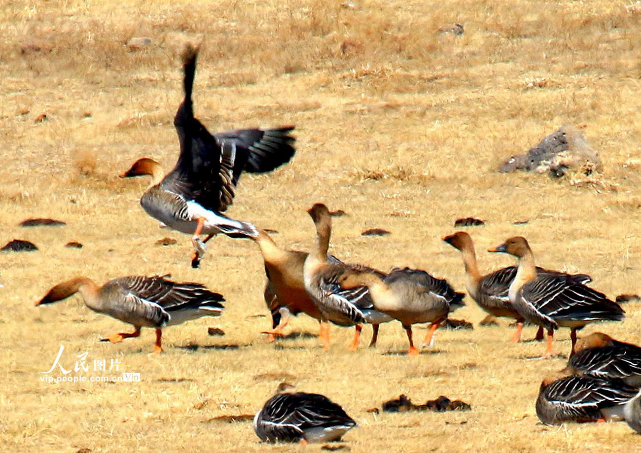 內蒙古：迎來今年首批遷徙候鳥【4】
