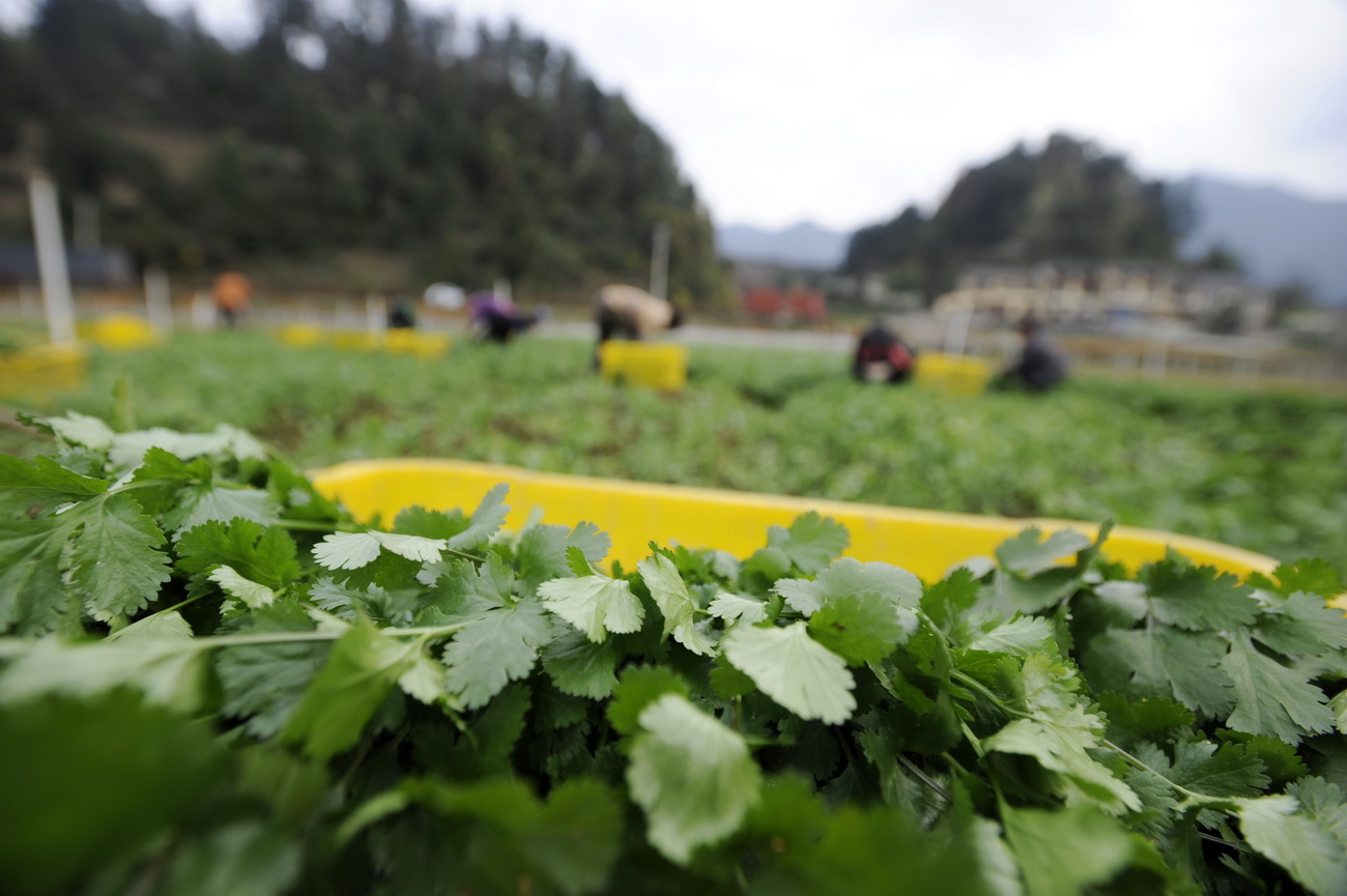 3月13日，貴州遵義仁懷市魯班街道隆堡蔬菜種植基地的農戶在採摘香菜。