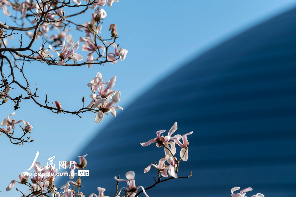 北京：玉蘭花開 春意盎然