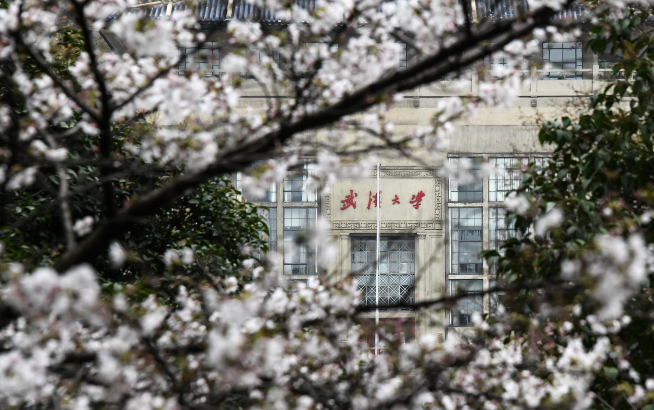 武漢大學校園一角（3月16日攝）。