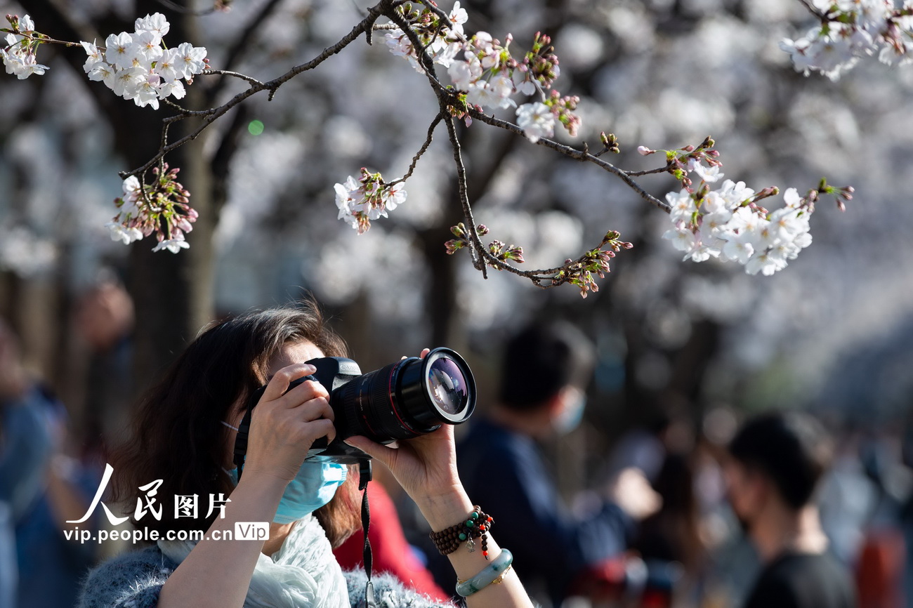 3月20日，游客在南京雞鳴寺路觀賞櫻花。