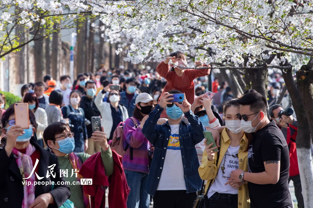 3月20日，游客在南京雞鳴寺路觀賞櫻花。