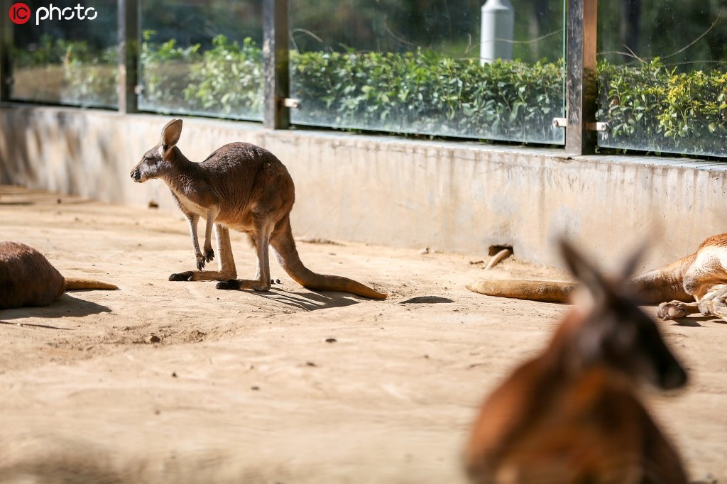 鄭州動物園恢復開園 首日迎來不少游客【7】