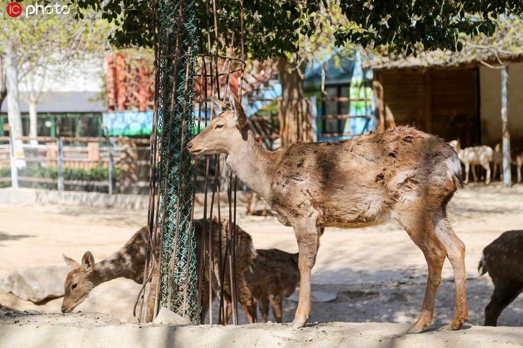 鄭州動物園恢復開園 首日迎來不少游客【8】