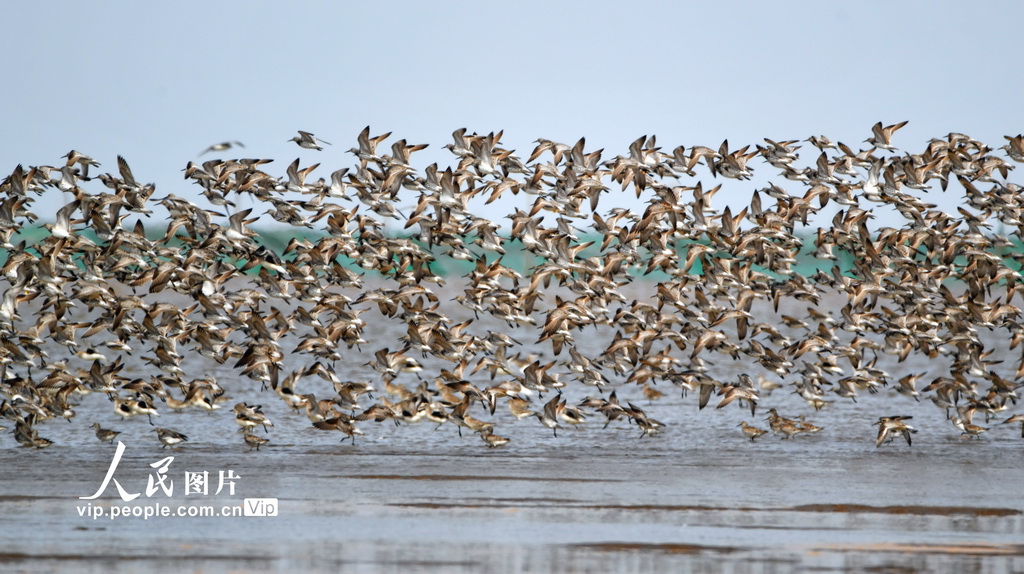 数万只候鸟“先头部队”到达江苏盐城东台条子泥湿地