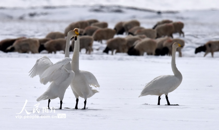 新疆和靜：天鵝情侶進入“蜜月期”