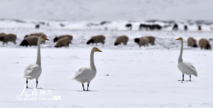 新疆和靜：天鵝情侶進入“蜜月期”【3】