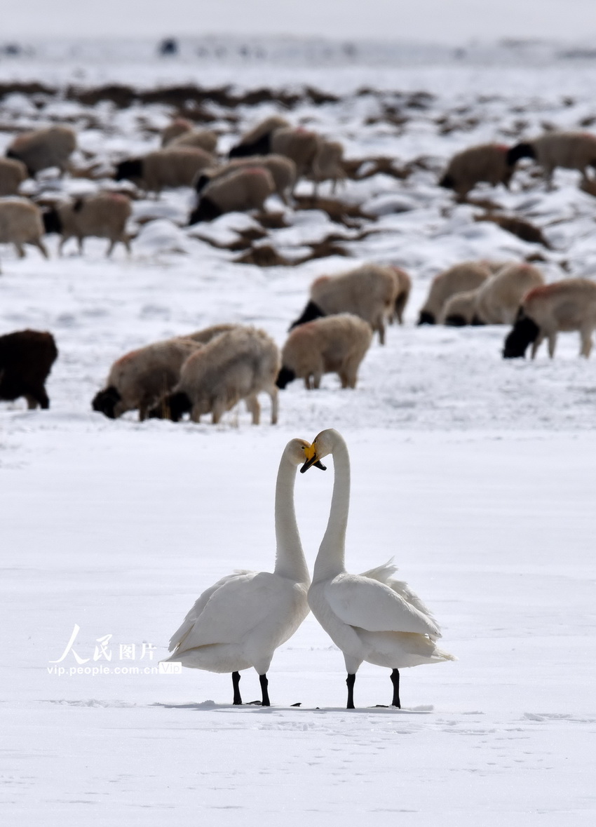 新疆和靜：天鵝情侶進入“蜜月期”【5】
