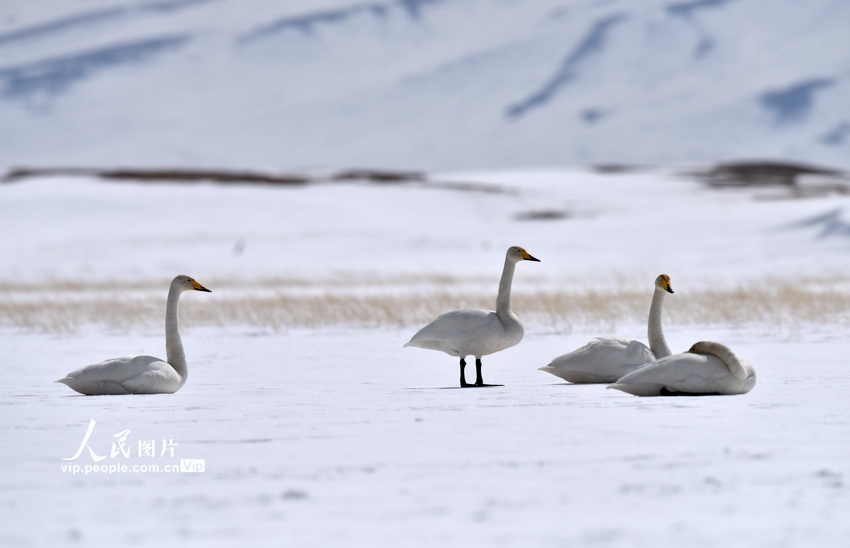 新疆和靜：天鵝情侶進入“蜜月期”【13】