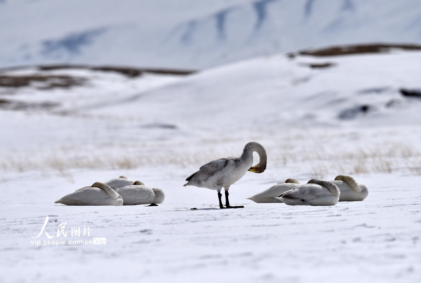 新疆和靜：天鵝情侶進入“蜜月期”【11】