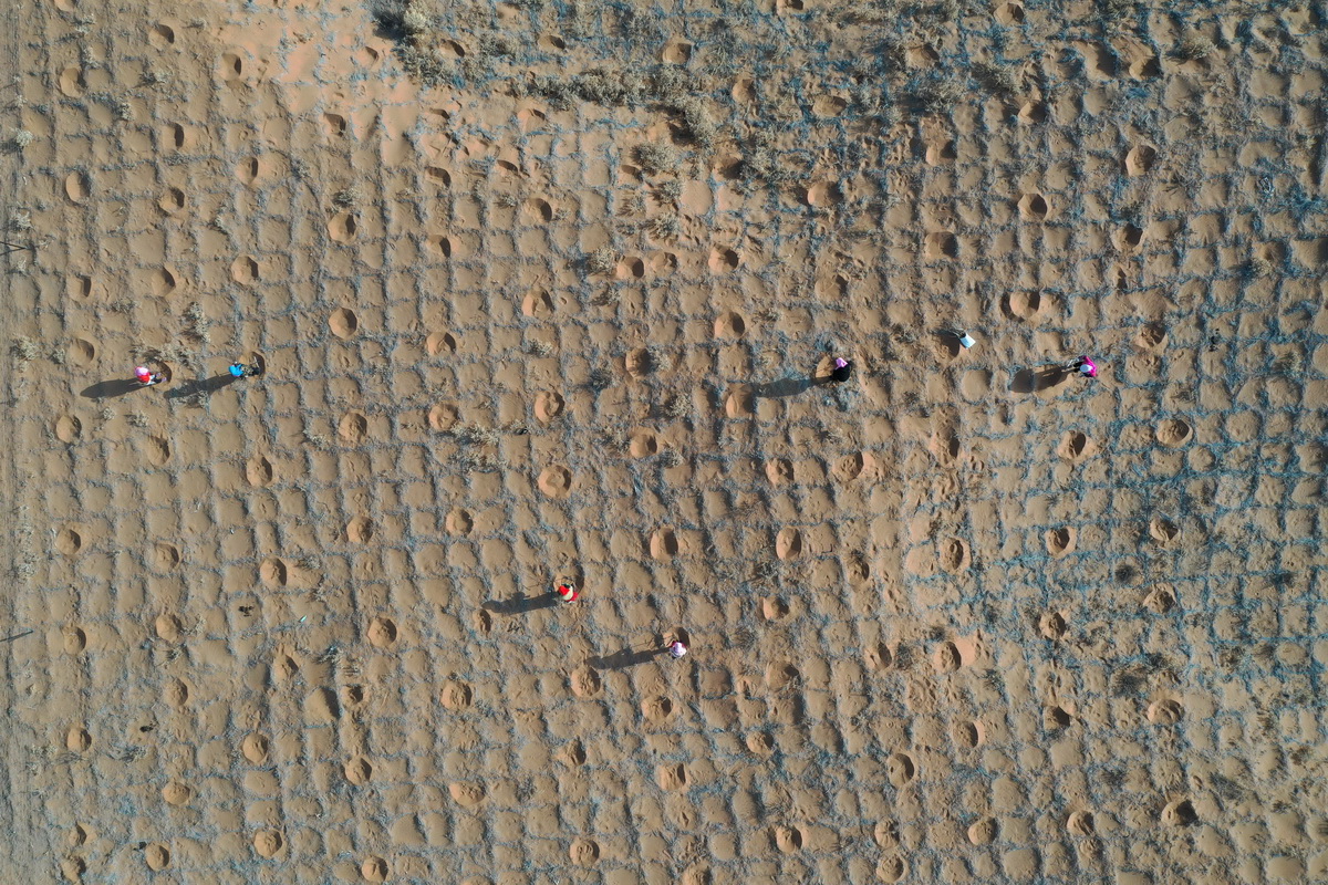 4月2日，在阿拉善左旗的騰格裡沙漠中，工人在種植花棒（無人機照片）。