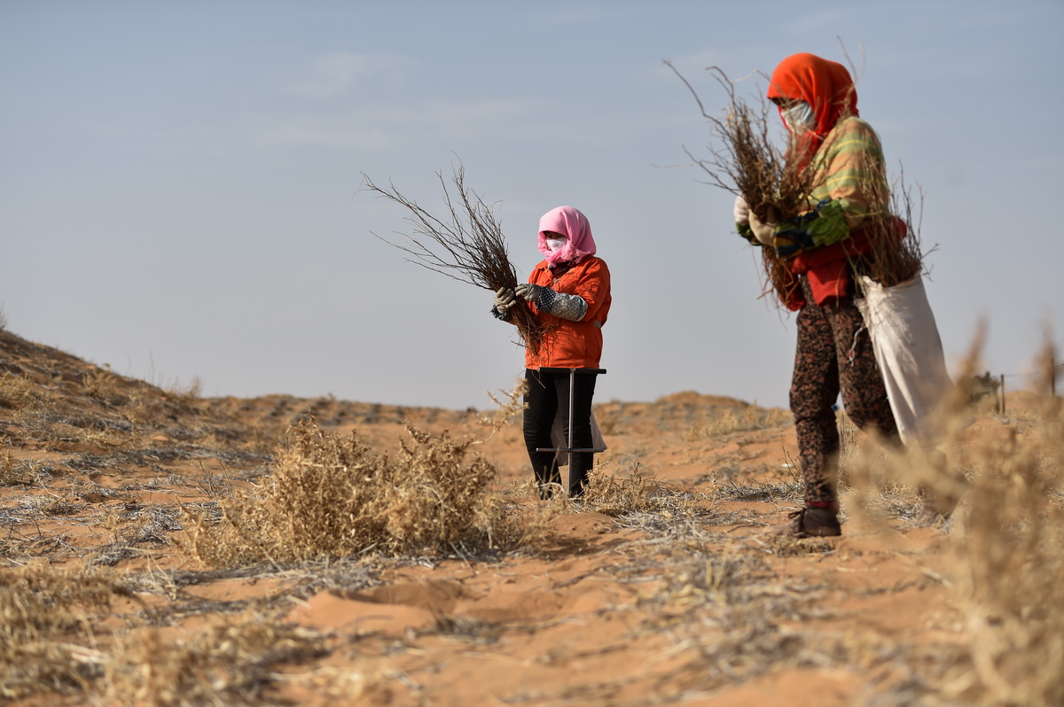  4月2日，在阿拉善左旗的騰格裡沙漠中，工人在種植花棒。