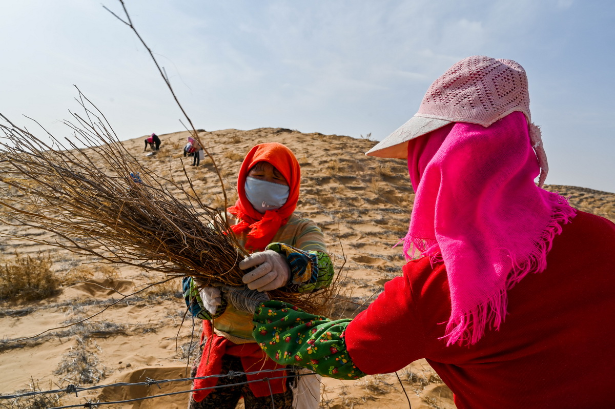 4月2日，工人在阿拉善左旗騰格裡沙漠種植花棒。