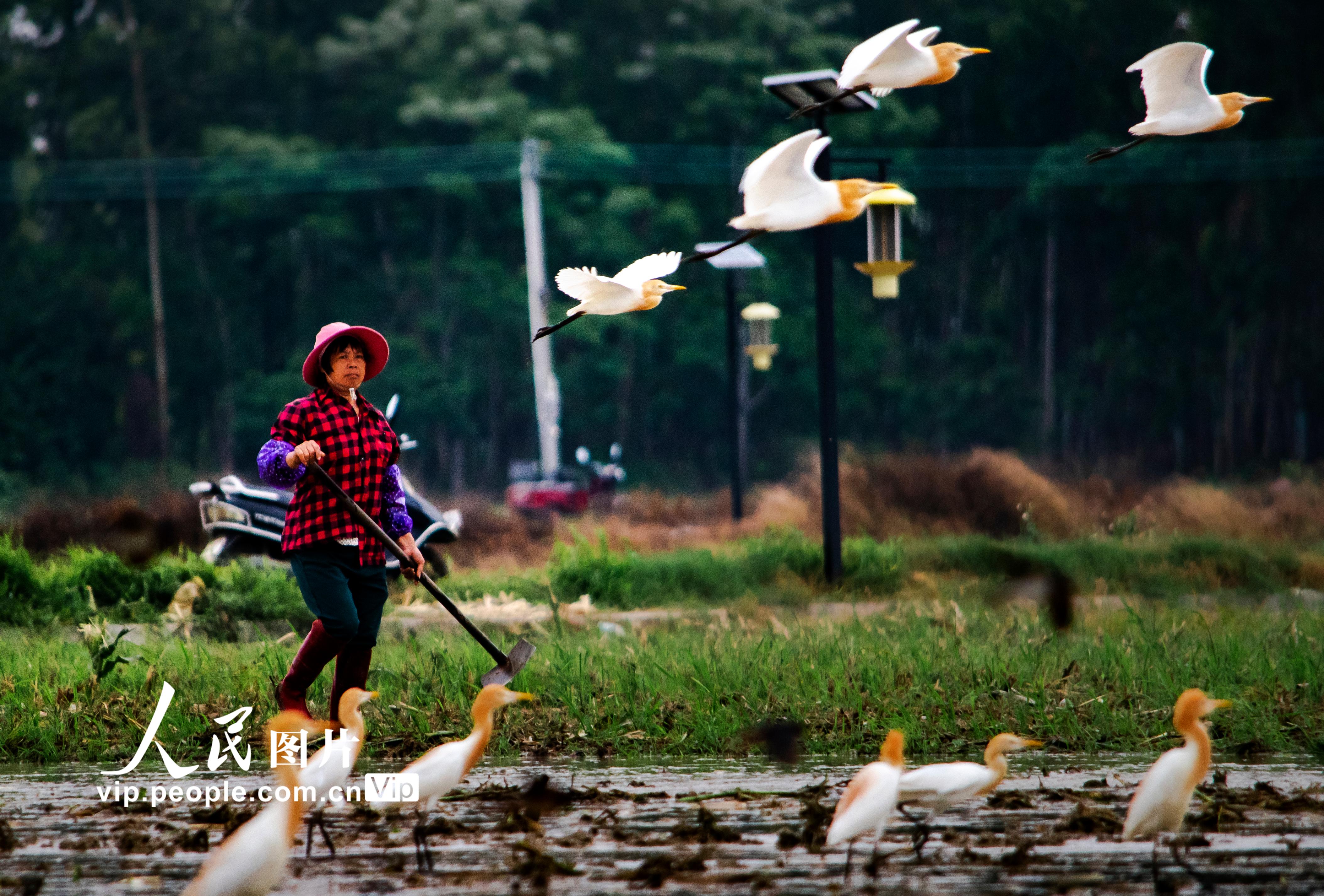 廣東高州：白鷺鳥在田間與村民共舞【3】
