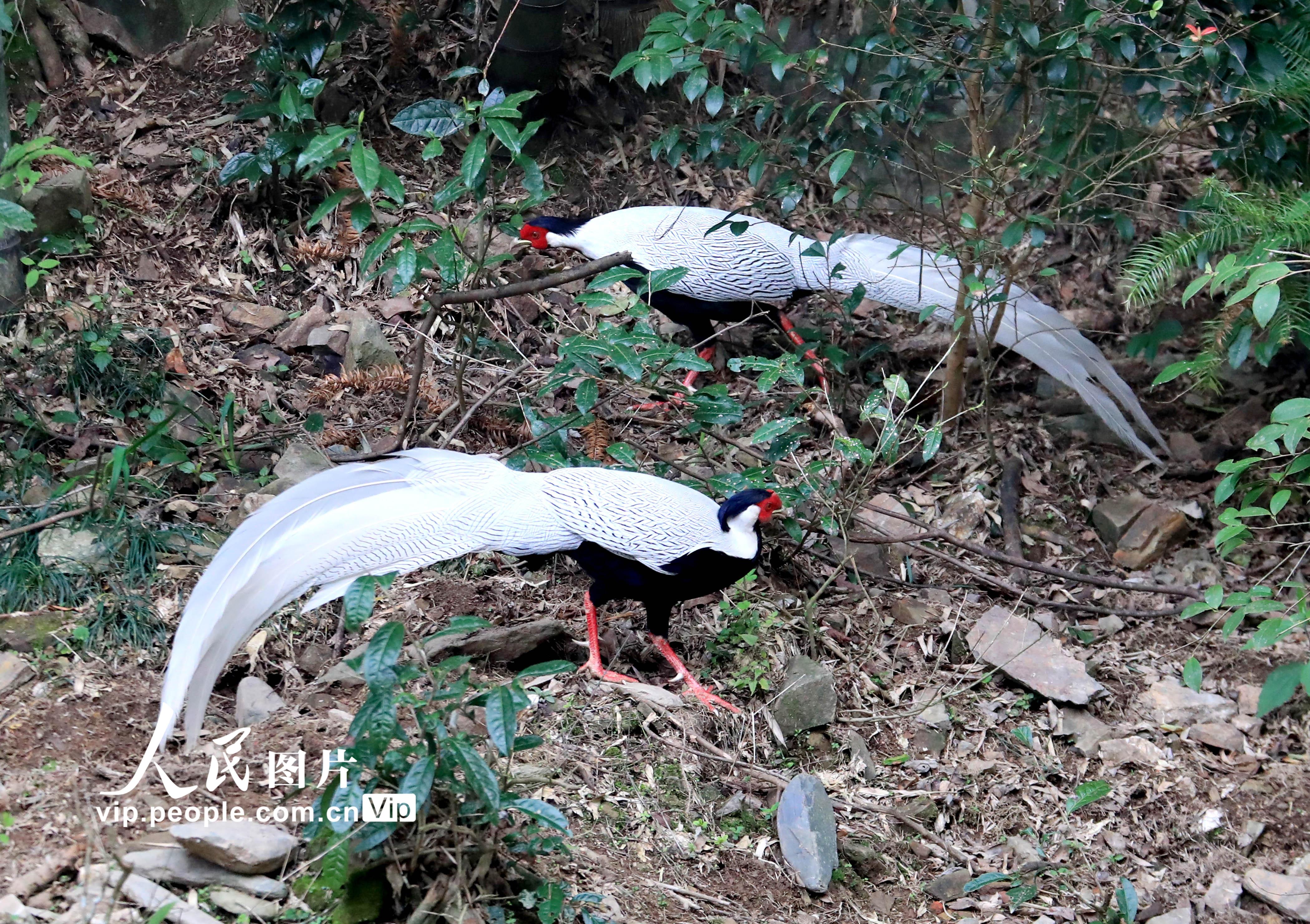 ���ջ�ɽ�����������¡��ɵ�ʯ������Ӫ��կ����6��