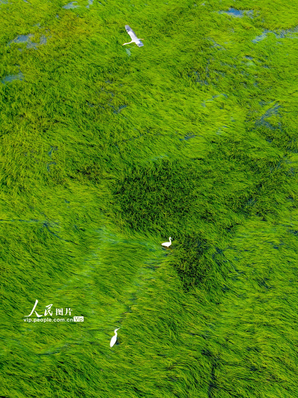 江西鄱陽湖：大美濕地 春光旖旎【8】