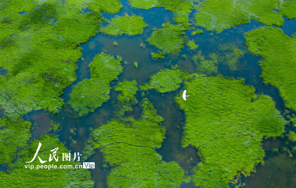 江西鄱陽湖：大美濕地 春光旖旎【5】