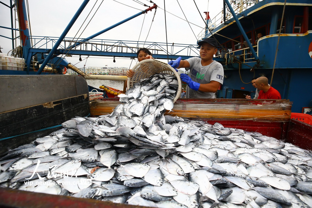 2020年4月7日，人們在三亞市崖州中心漁港水產批發區交易魚貨。
