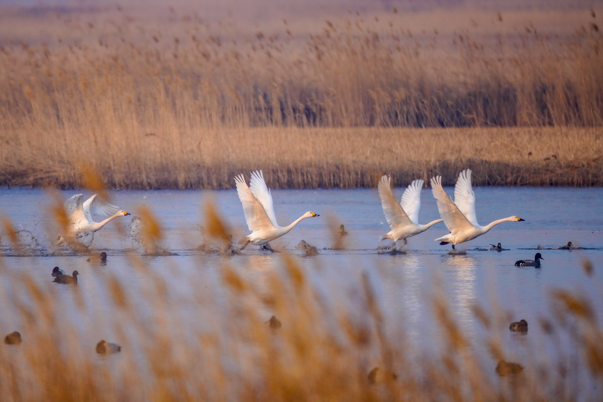 4月9日，在位於吉林省白城市鎮賚縣的莫莫格國家級自然保護區，天鵝從濕地上起飛。