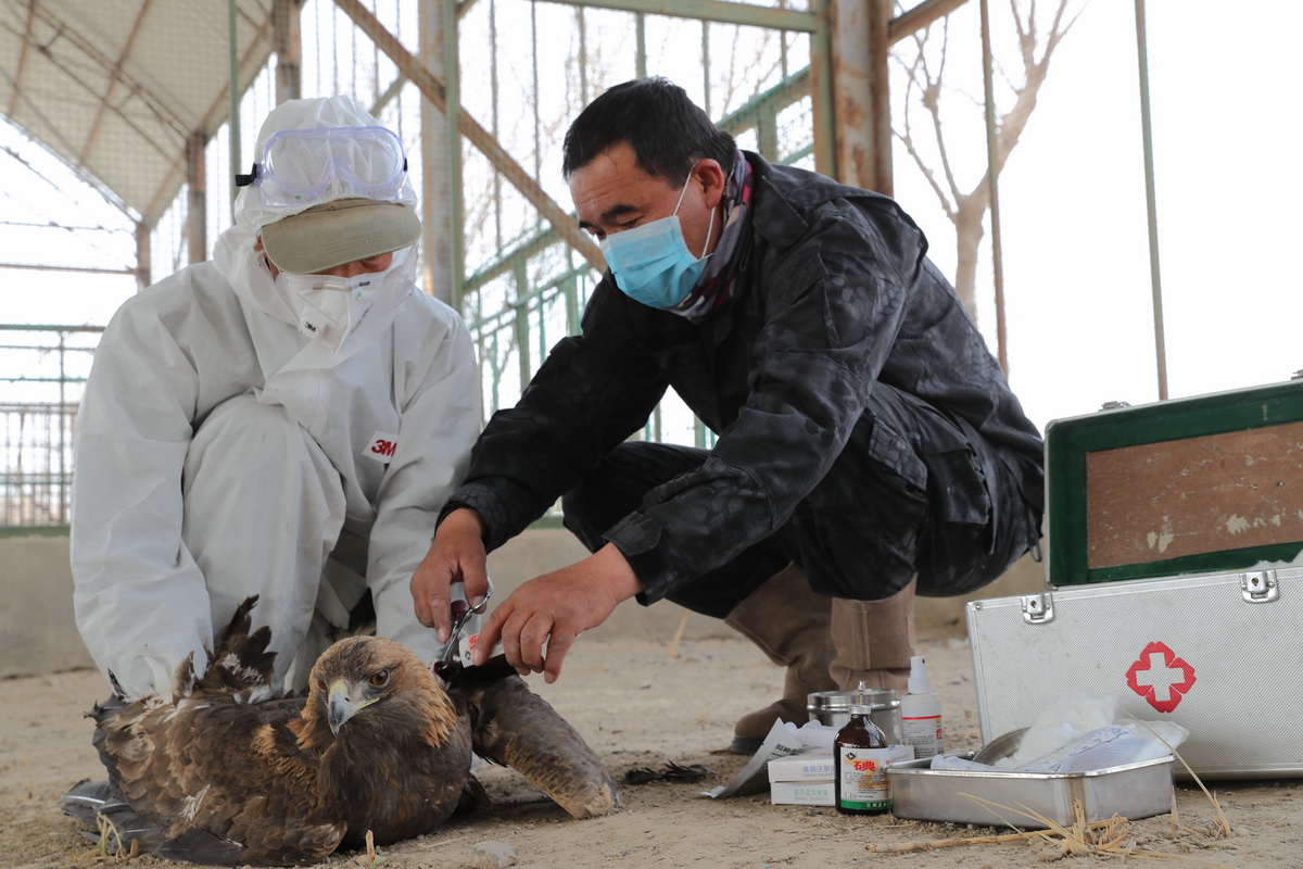 4月12日，在阿克塞哈薩克族自治縣野生動物救助站，工作人員對被救助的金雕進行醫療護理。