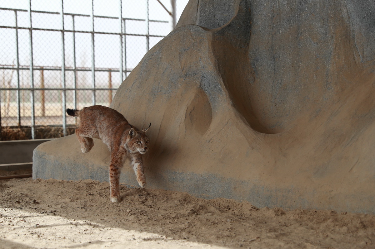 4月12日在阿克塞哈薩克族自治縣野生動物救助站拍攝的被救助的猞猁。