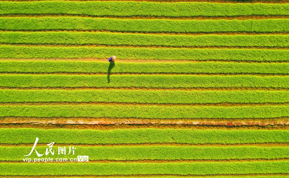 4月15日，江西省贛州市大余縣池江鎮庄下村種糧大戶袁運生在田間給水稻秧苗施肥。