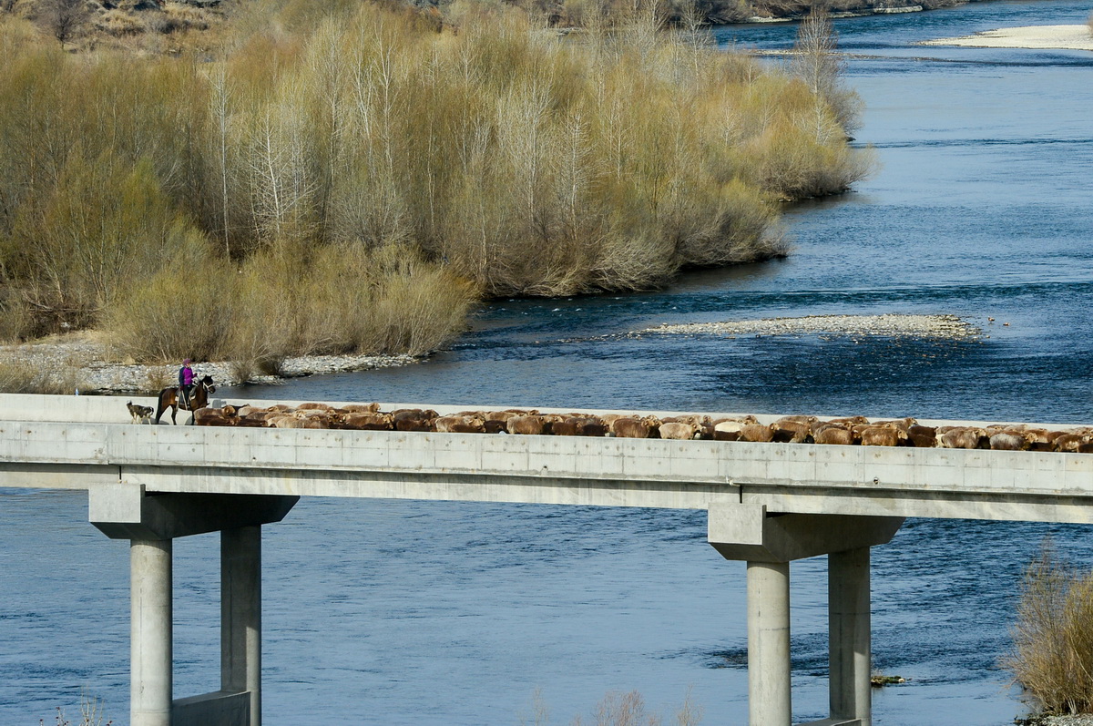 4月15日，在新疆阿勒泰地區福海縣，牧民驅趕羊群經過額爾齊斯河。