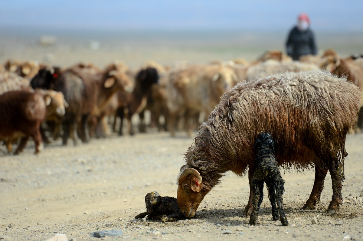4月15日，一隻母羊在轉場途中照顧剛剛產下的羊羔。