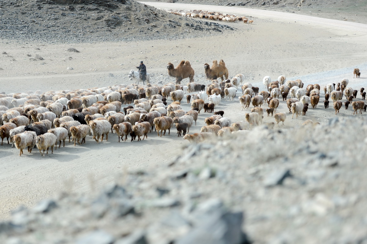 4月15日，新疆阿勒泰地區福海縣牧民趕著牲畜向春秋牧場遷徙。