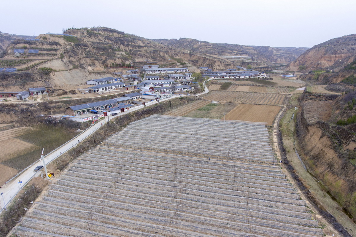 這是4月15日拍攝的峪裡村的一處玉露香梨密植園（無人機照片）。