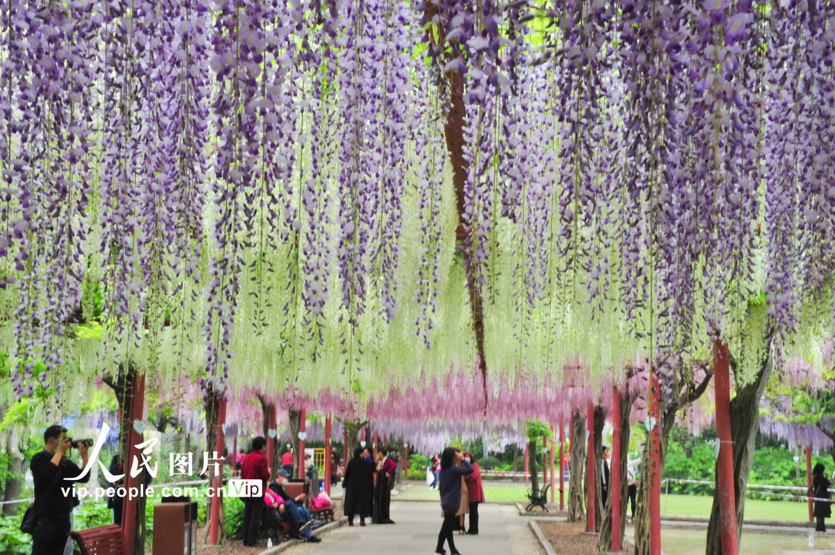 上海：嘉定紫藤園進入最佳觀賞期