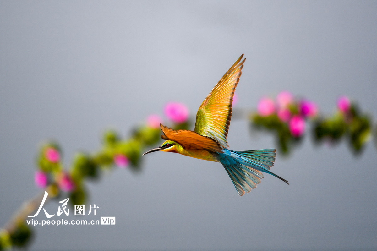 4��19�գ������仢�ں�������Ӣ����ɳ��һ·���ɳ���·�м�ˮ���ڷ��衣