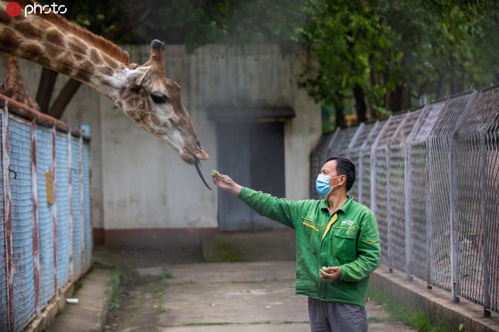 4月22日，飼養員正在給長頸鹿喂食。