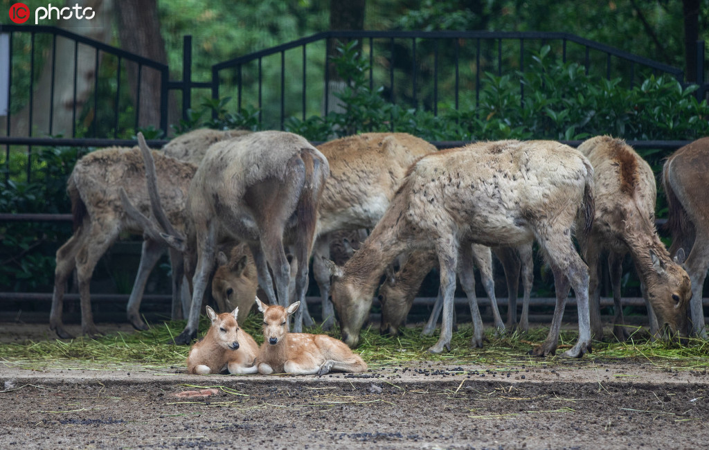 4月2日和4月8日，動物園誕生了兩隻麋鹿，武漢動物園給他們起名為“抗疫”和“重啟”。圖為出生不久的麋鹿寶寶。