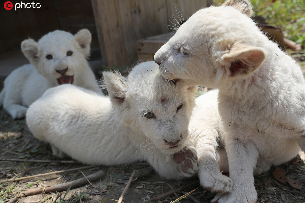 江蘇南通：三胞胎小白獅亮相森林野生動物園