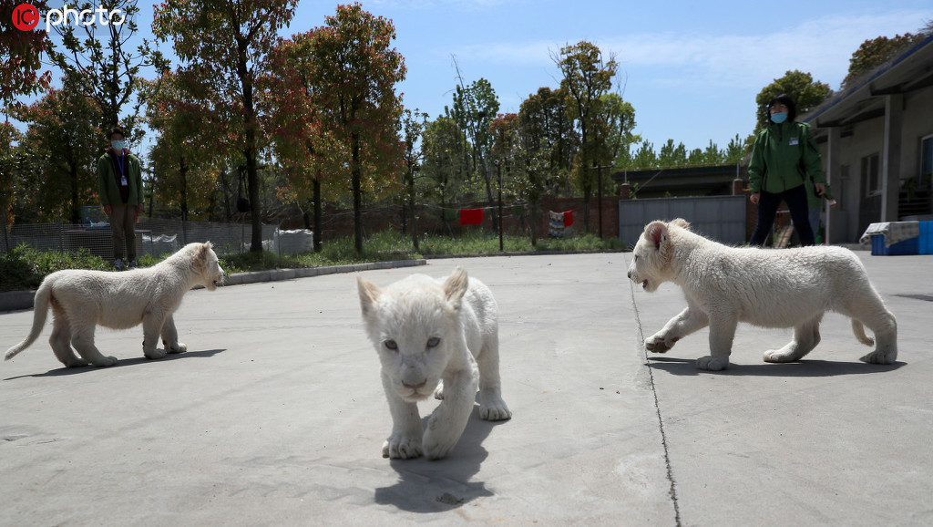 ������ͨ������̥С��ʨ����ɭ��Ұ������԰��4��