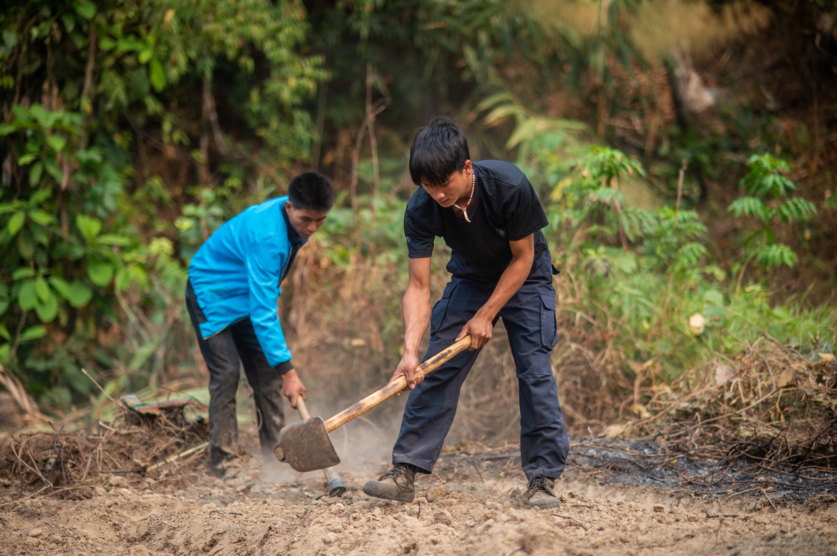 4月10日，在雲南省勐海縣布朗山鄉曼囡村曼班三隊，村民扎培（右）在田裡勞作。